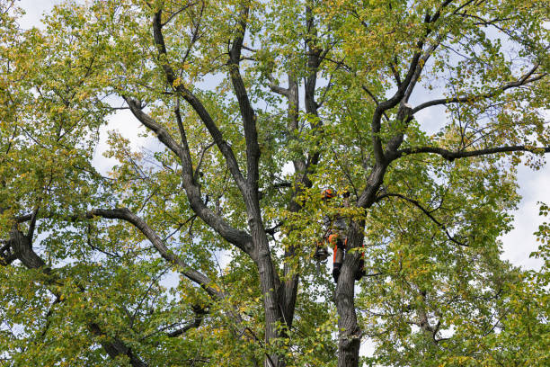 Tree and Shrub Care in Blue Ash, OH